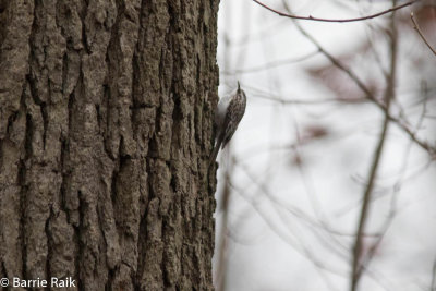 brown creeper-5559-2.jpg