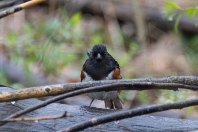 eastern towhee-5616.jpg