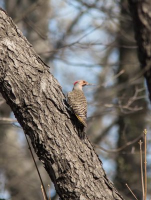 n flicker-5207.jpg