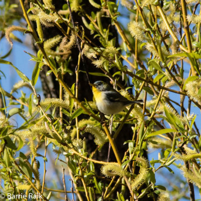 northern parula-6098-11.jpg