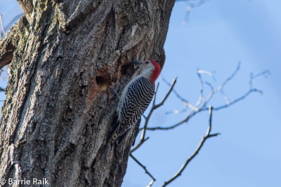 red-bellied woodpecker-6139.jpg