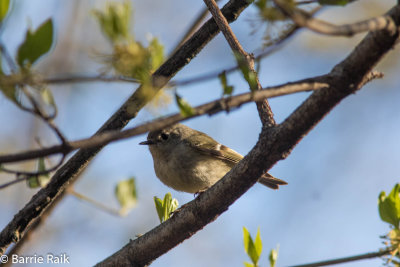 ruby crowned kinglet-6065-10.jpg