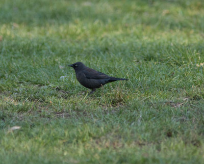 rusty blackbird-5717.jpg