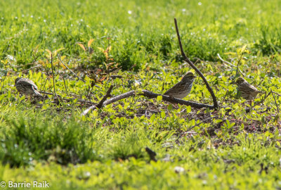 savannah sparrows-6415.jpg