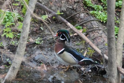 wood duck-5200.jpg
