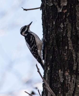 woodpecker -hairy- downy-5278.jpg