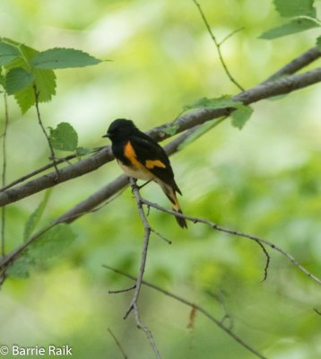 14-american redstart-5013.jpg