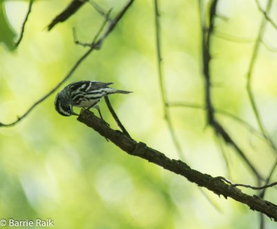14-black and white warbler-4882.jpg