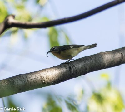 14-black throated blue female-4831.jpg