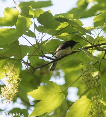 14-black throated blue-4774.jpg