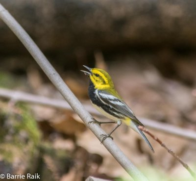 14-black throated green-5035.jpg