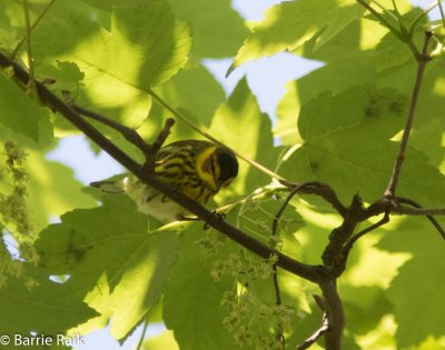 14-cape may warbler-4805.jpg