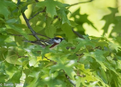 14-chestnut sided warbler-4948.jpg
