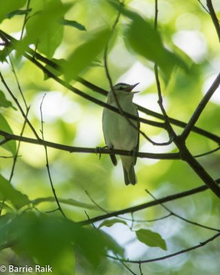 14-red-eyed vireo-4940.jpg