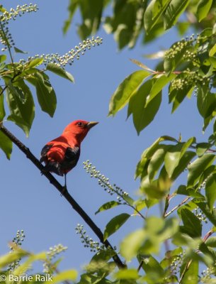 14-scarlet tanager-4974.jpg