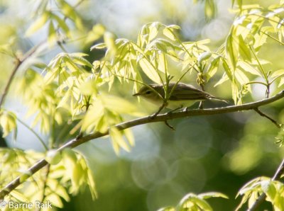 14-warbling vireo--4871.jpg