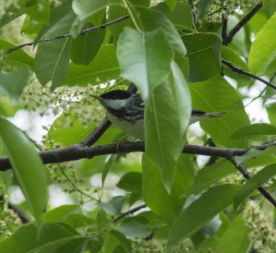 15 blackpoll-5177-4.jpg