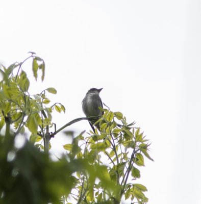 15 olive-sided flycatcher-5232-5.jpg