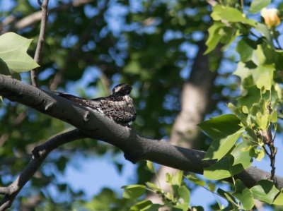 15nighthawk-5113-2.jpg
