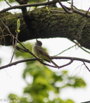 2 great crested flycatcher-1736-5.jpg