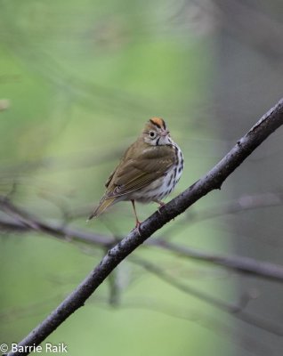 2ovenbird-1626-2.jpg