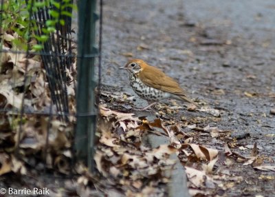 2woodthrush-1660-3.jpg