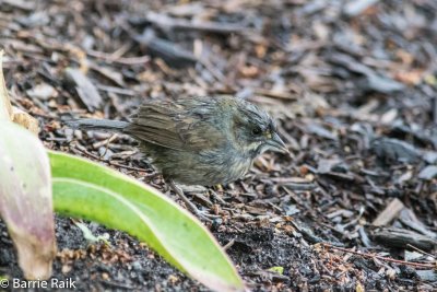 6seaside sparrow-2700.jpg