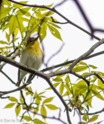7yellow throated vireo-3210.jpg