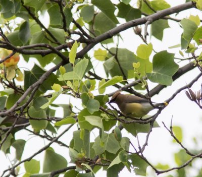 cedar waxwing-5843-7.jpg