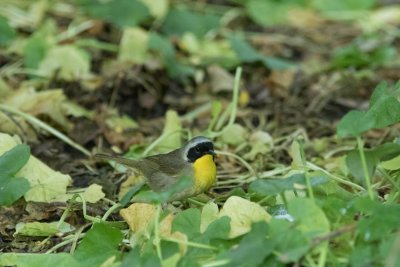 common yellowthroat-5923-8.jpg