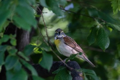 dickcissel-6795-9.jpg