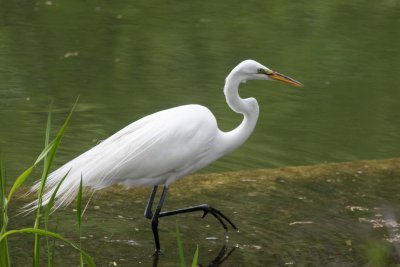 great egret-1-4141.jpg
