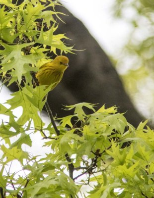 yellow warbler-1-4178.jpg