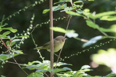 common yellowthroat-7226-5.jpg
