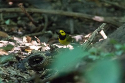 hooded warbler-7236-7.jpg