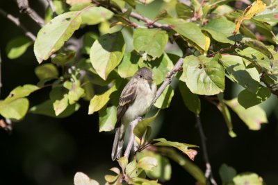 peewee-7655-1.jpg