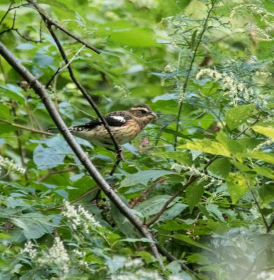 rose-breasted grosbeak-7703-2.jpg
