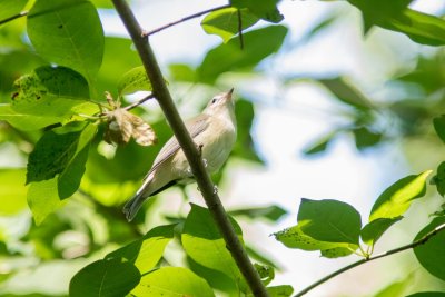 warbling vireo-7203-3.jpg