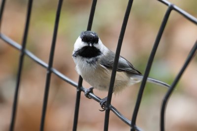 black capped chickadee-1428-26 - Copy.jpg