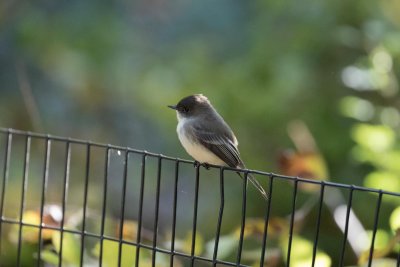 eastern phoebe-0329-2.jpg