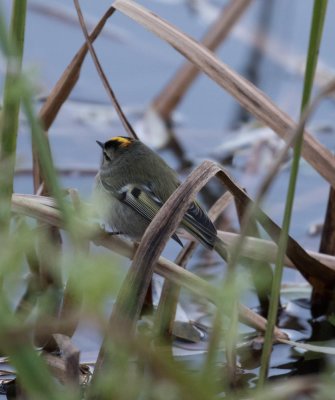 golden crown kinglet-0664-8.jpg