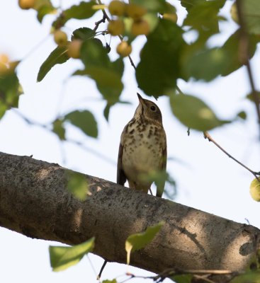 hermit thrush-1351-23.jpg