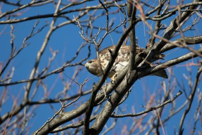 red tail hawk-0282-1.jpg