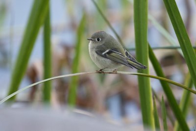 ruby crowned kinglet-0717-11.jpg