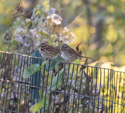 song sparrows-0459-5.jpg
