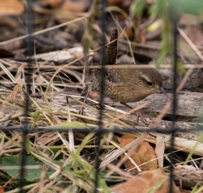 winter wren-1400-25.jpg