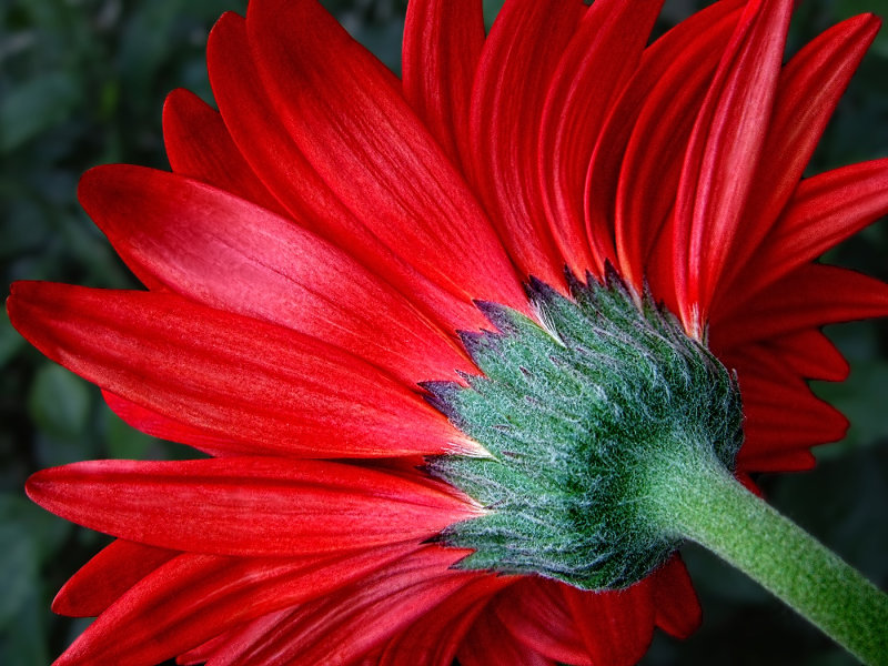 Gerbera Daisy