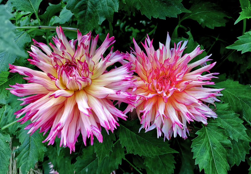 Dahlias