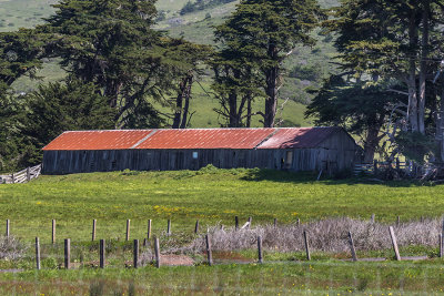 Near Bodega Bay 