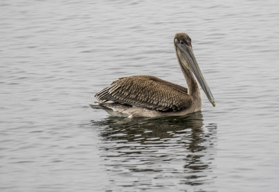 Pelican